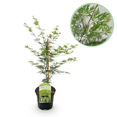Terrassenpflanze - Japanischer Ahorn - Acer palmatum Emerald Lace - Grün - 1 Pfla