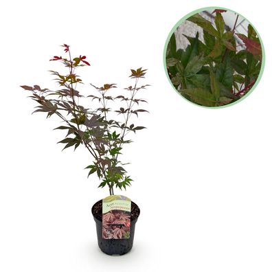Terrassenpflanze - Japanischer Ahorn - Acer palmatum Atropurpureum - Lila - 1 Pfla