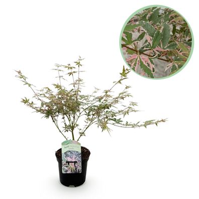 Terrassenpflanze - Japanischer Ahorn - Acer palmatum Iyoshi - Rosa - 1 Pflanze - L
