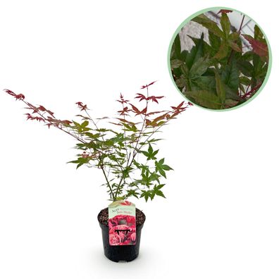Terrassenpflanze - Japanischer Ahorn - Acer palmatum Beni Maiko - Rot - 1 Pflanze