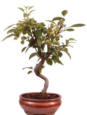 Bonsai - Malus spec. Zier-Apfel 225/31