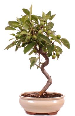Bonsai - Malus spec. Zier-Apfel 225/32