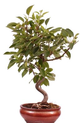 Bonsai - Malus spec. Zier-Apfel 225/35