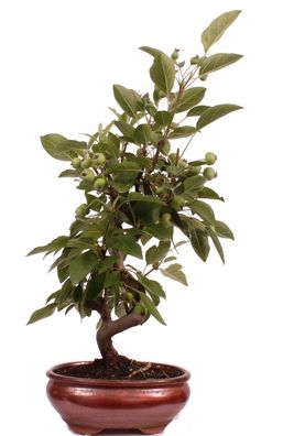 Bonsai - Malus spec. Zier-Apfel 225/36
