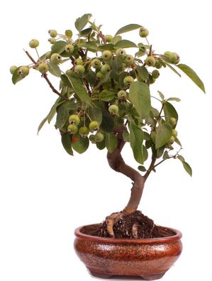 Bonsai - Malus spec. Zier-Apfel 225/37