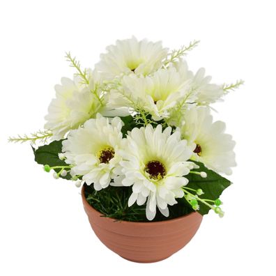 Gerberas creme 7 Blumen in Terrakotta-Schale Ø22/ 24 cm