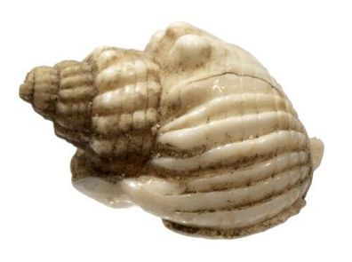 Nassarius arcularia 20mm bis 23mm