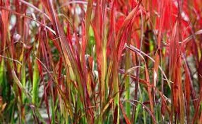 Japanisches Blutgras ´Red Baron´ - Imperata cylindrica ´Red Baron´, im Topf 12 cm, wi