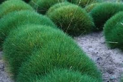 100 x Festuca gautieri (Ziergras/ Gräser/ Stauden)Bärenfellgras LK Gartenwelt