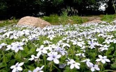 100 x Isotoma fluviatilis White(Winterhart/ Bodendecker) Weisser Bubikopf/ Gaudich