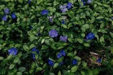 100 x Vinca minor (Blau) Kleines Immergrün (Bodendecker)
