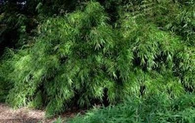 10 x Fargesia nitida ‚Volcano‘ 60-80cm (GartenBambus) C2 TOP SORTE FÜR HECKE