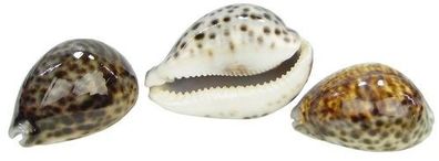 Cypraea pantherina dunkel ab 10cm