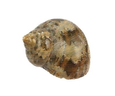Turbo petholatus 30mm bis 51mm