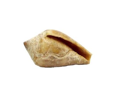 Conus ventriconus von 10mm bis 22mm