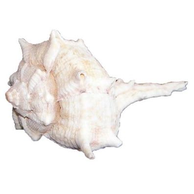 Brandhorn 5,0 cm + L