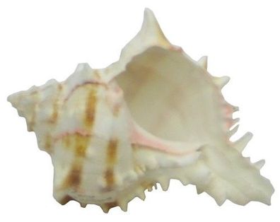 Hexaplex brassica 70-110mm