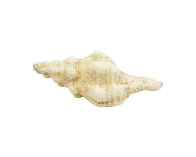 Fusinus polygonoides 32mm bis 64mm