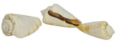 Blutmundschnecke (2x)