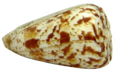 Conus caracteristicus von 45mm bis 68mm