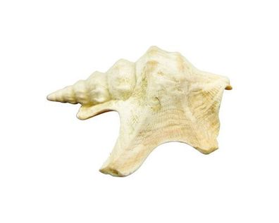 Aporrhais senegalensis 30mm bis 42mm