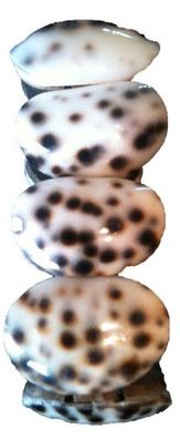 Muschelarmband Tigermuschel