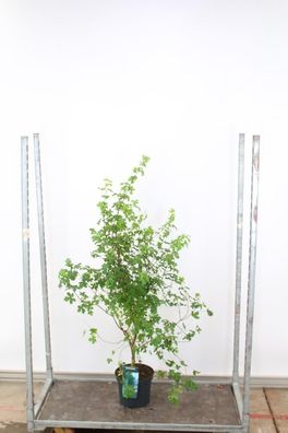 12x Feldahorn 100-120cm - Acer campestre