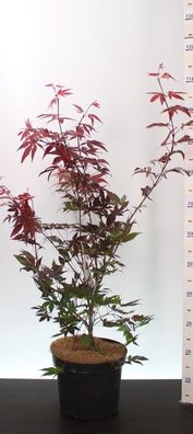 11x Acer pal. ´Atropurpureum´ Pflanze im Topf