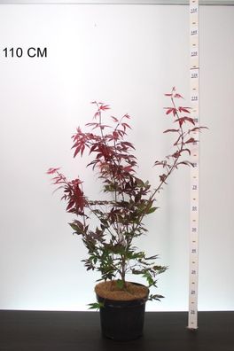 11x Acer pal. ´Atropurpureum´ Pflanze im Topf 100cm