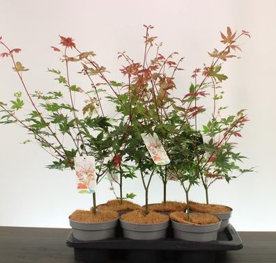 24x Acer pal. ´Brown Sugar´ 70-100cm