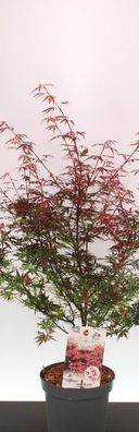 12x Acer pal. ´Shaina´ Pflanze im Topf 100-120cm