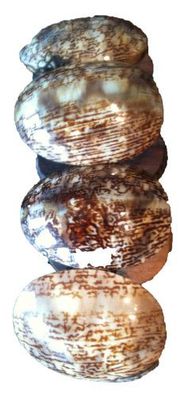Muschelarmband arabica