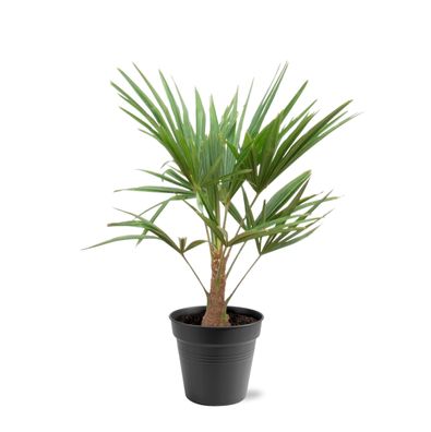 Trachycarpus - Waaierpalm - Ø21cm - 80-100cm - Gartenpflanze