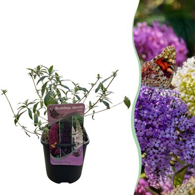 Schmetterlingsstrauch - Buddleja davidii Tricolour - Blüten Rosa Weiß und Lila