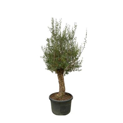 Olea Europaea Bonsai - Ø65cm - 240-250cm - Gartenpflanze