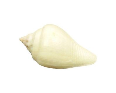 Volema pyrum 25mm bis 39mm