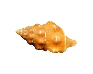 Latirus mediamericanus 24mm bis 36mm