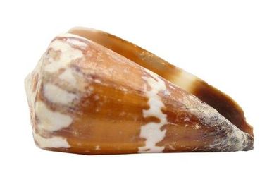 Conus litoglyphus 34mm bis 47mm