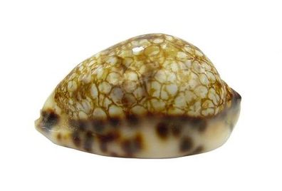 Mauritia histrio 45-66mm