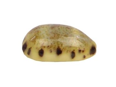 Bisstolida kieneri von 17mm bis 22mm