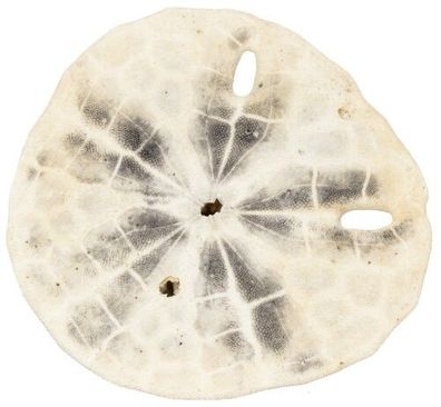 Clypeasteroida Sanddollar 47mm bis 70mm