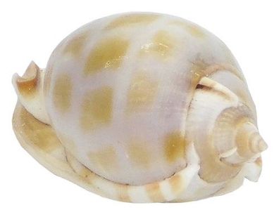 Phalium areola 50-60mm