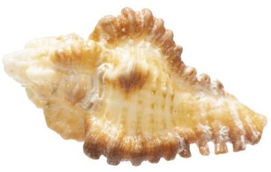 Chicoreus mergus mittel 3,5-5 cm