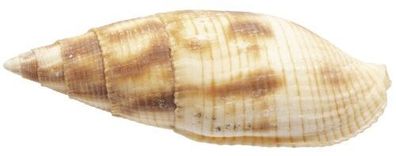 Quasimitra puncticulata ca. 42mm-69mm