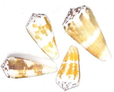Conus vitulinus Größe 4,5-6cm