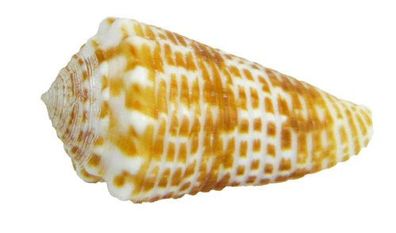 Conus tessulatus 37-42mm
