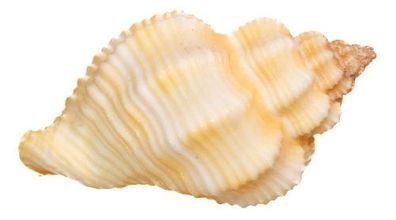 Cancellaria von 28mm bis 39mm
