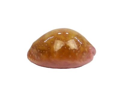 Naria poraria von 17mm bis 20mm
