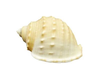 Galeodea echinophora 33mm bis 64mm