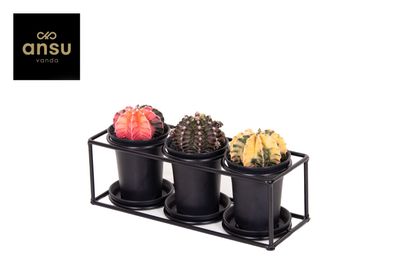 Kaktustrio im Designrahmen - Ø25cm - 12cm